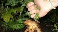 Hiiii, gimana nih kalau pas panen kentang, hasilnya malah katak? Foto: Designcrowd
