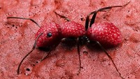 Seniman ini menggabungkan foto raspberry dengan serangga. Latar merahnya kelihatan menyatu banget ya! Foto: Designcrowd