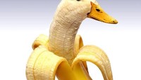 Wah, apa jadinya kalau saat membuka pisang, eh malah wajah bebek yang kelihatan? Foto: Designcrowd