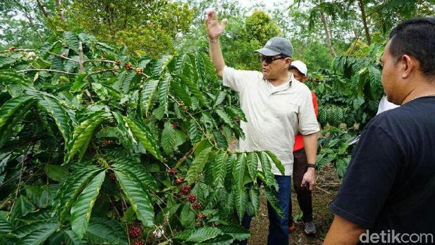 Petani kopi Belitung diajarkan kilat menanam dan meracik kopi/