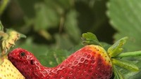 Nggak kalah unik, strawberry dan kadal jadi objek menarik di atas daun. Kok ada ya kadal warna merah? Foto: Designcrowd