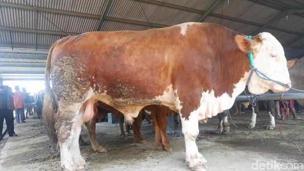 Penampakan sapi simental dengan bobot lebih dari 1 ton. 