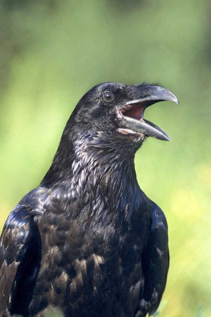 Burung gagak