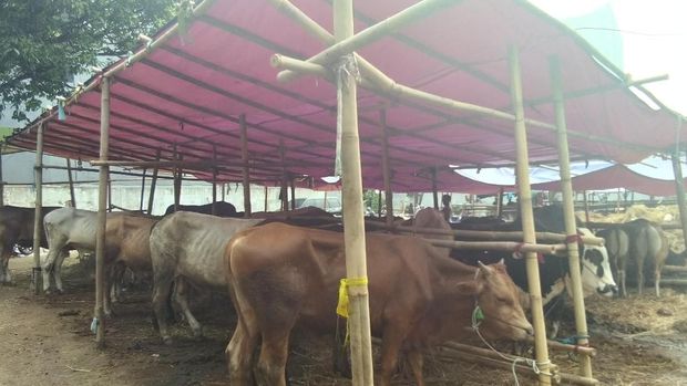 Ada 197 ekor sapi dan 50 ekor kambing dijual di lapak tersebut