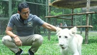 Sandiaga Uno berkunjung ke destinasi wisata Fauna Land di Ancol dan memberi nama anak macan putih, Aniesa. Ia datang membawa anak-anak yatim (sandiuno/Instagram)