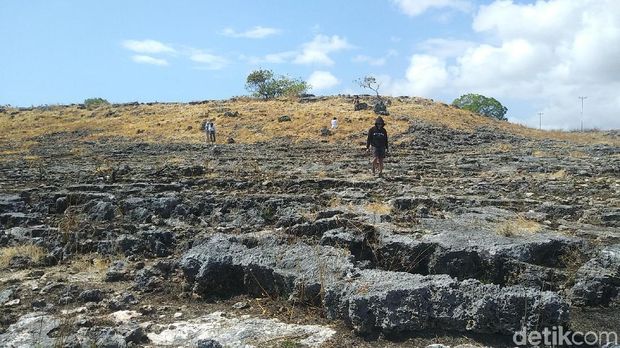 puru kambera sumba puru kambera