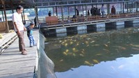 Bukan hanya untuk makan, para pengunjung juga yang datang ke tempat ini bisa mengajak anak-anak nya memancing. Karena pengelola obyek wisata ini menyediakan kolam untuk anak-anak memancing dan ikannya dapat langsung di masak. (Wisma Putra/detikTravel)