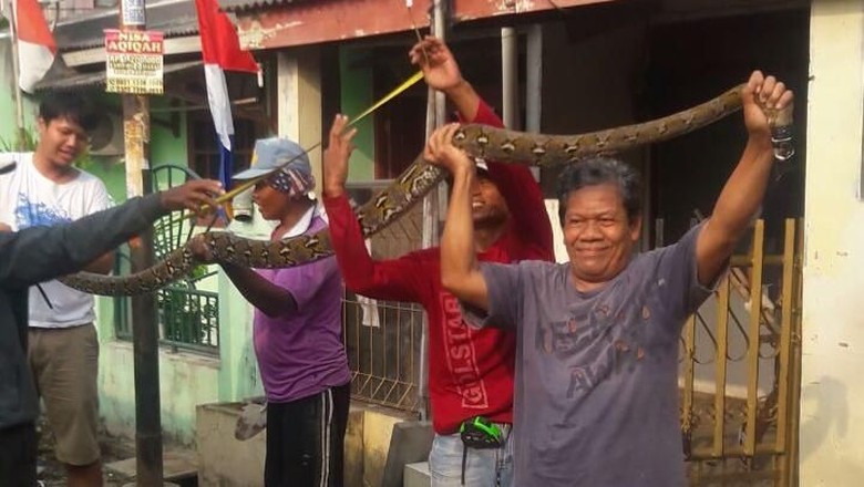 Warga Tangkap Sanca 3,3 Meter yang Sembunyi di Septik Tank Warga Tangkap Sanca 3,3 Meter yang Sembunyi di Septik Tank