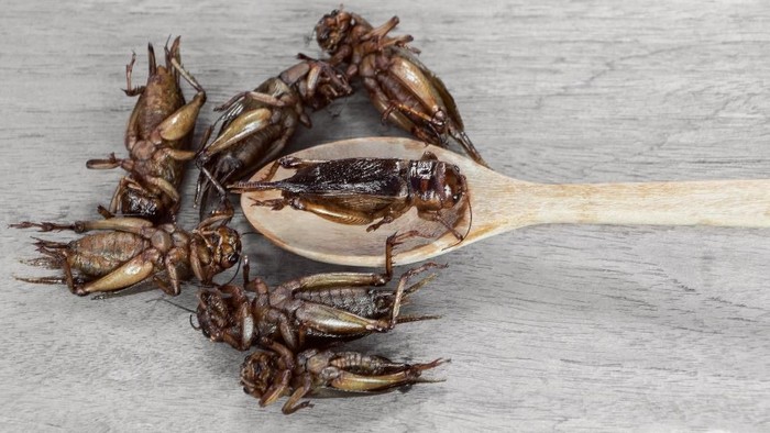 Makan serangga seperti jangkrik mungkin terasa jijik dan menggelikan. Namun sebuah studi menyebut makan jangkrik ada manfaatnya. Foto: ilustrasi/thinkstock Makan serangga seperti jangkrik mungkin terasa jijik dan menggelikan. Namun sebuah studi menyebut makan jangkrik ada manfaatnya. Foto: ilustrasi/thinkstock