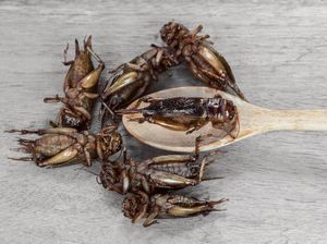 4 Negara yang Ternyata Punya Tradisi Makan Serangga