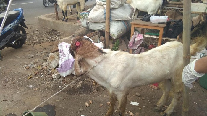 Petugas Temukan 2 Hewan Kurban Cacat di TB Simatupang