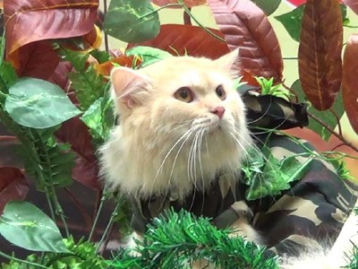 Rayakan Hari Kemerdekaan, Kucing di Bali Jadi Tentara Rayakan Hari Kemerdekaan, Kucing di Bali Jadi Tentara