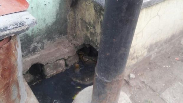 Ular sanca ditemukan di septik tank di rumah warga di Bekasi