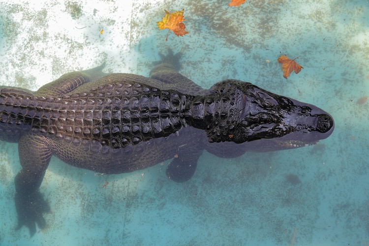 An alligator named Muja eats a quail in its enclosure in Belgrades Zoo, Serbia, August 14, 2018. Muja is officially the oldest American alligator in the world living in captivity. He was brought to Belgrade from Germany in 1937, a year after the opening of the Zoo. Muja survived three bombings of Belgrade, the Second World War and all hardships the Zoo went through. REUTERS/Marko Djurica