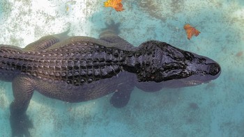 Nenek moyang aligator berevolusi sekitar 245 juta tahun yang lalu. Namun kerabat terdekat aligator, buaya, muncul 80 juta tahun yang lalu. Foto: Dok. Reuters/Marko Djurica