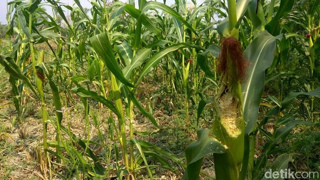 Ini Alasan RI Impor 100.000 Ton Jagung Tahun Ini