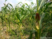 Ini Alasan RI Impor 100.000 Ton Jagung Tahun Ini