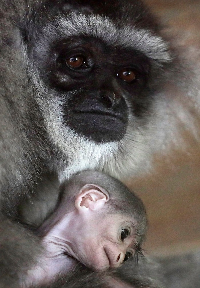 A newly born endangered Silvery Gibbon baby is held by its mother Alangalang at Prague Zoo, Czech Republic, August 14, 2018.  REUTERS/David W Cerny