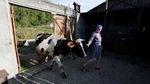 Mengintip Proses Pembuatan Keju di Siberia