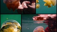 Wisatawan bisa bermain di kerajaan ubur-ubur Danau Togean. Tapi sekali lagi, hati-hati ya dengan ubur-uburnya, jangan sampai mereka terluka (Khoirul Anwar Sulistyono/dTraveler)