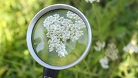 Sebuah organisasi lingkungan hidup di Jerman NABU (Naturschutzbund Deutschland, atau Federasi untuk Perlindungan Alam Jerman) menggelar acara menjelajahi alam dalam proyek bertema Serangga Musim Panas. Sean Gallup/Getty Images.