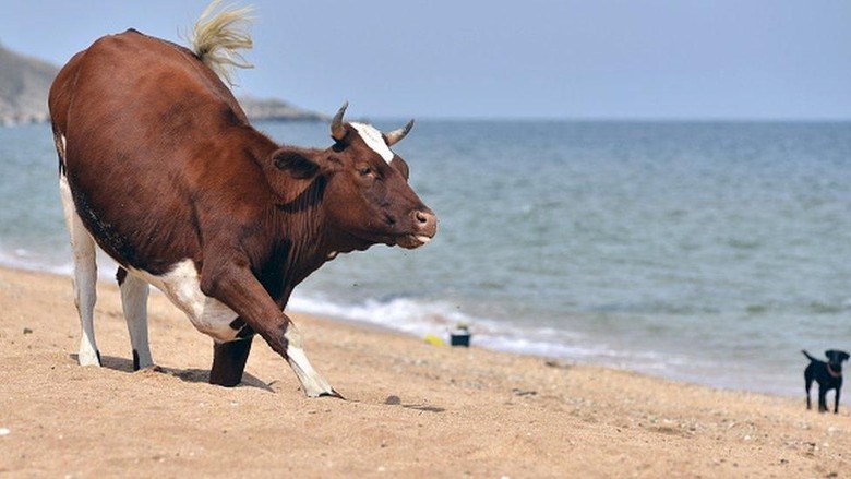 Peternak Swedia boleh gembalakan sapi ke kawasan bugil di pantai