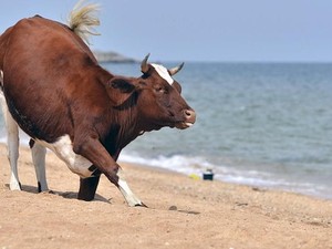 Peternak Swedia Boleh Gembalakan Sapi ke Kawasan Bugil di Pantai
