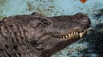 Foto: Perkenalkan Muja, Aligator Amerika Tertua di Dunia