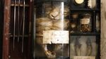 Foto: Museum di Eropa yang Koleksinya Makhluk Gaib