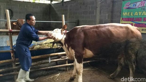 Di Bandung, Satgas Temukan 60 Sapi dan 585 Domba Tak Layak Kurban