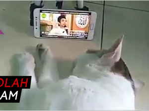 Wow! Kucing Ini Anteng Banget Dengar Tausiah Ustaz