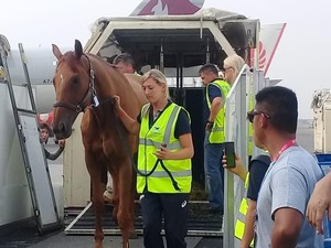 Perlakuan Spesial untuk Kuda-kuda Asian Games 2018