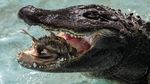 Foto: Perkenalkan Muja, Aligator Amerika Tertua di Dunia