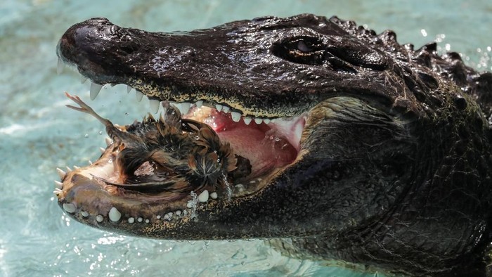 An alligator named Muja eats a quail in its enclosure in Belgrades Zoo, Serbia, August 14, 2018. Muja is officially the oldest American alligator in the world living in captivity. He was brought to Belgrade from Germany in 1937, a year after the opening of the Zoo. Muja survived three bombings of Belgrade, the Second World War and all hardships the Zoo went through. REUTERS/Marko Djurica