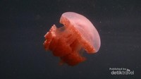 Di Danau Togean juga ada ubur-ubur yang tidak menyengat seperti halnya di Derawan (Khoirul Anwar Sulistyono/dTraveler)