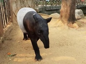 Berkeliling Melihat Satwa Lucu juga Unik di Ancol