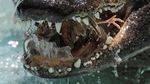 Foto: Perkenalkan Muja, Aligator Amerika Tertua di Dunia