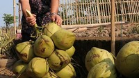 Begini jadinya kalau Aher tengah mencoba memanen buah kelapa yang cocok jadi es kelapa segar. Foto: Instagram @aheryawan