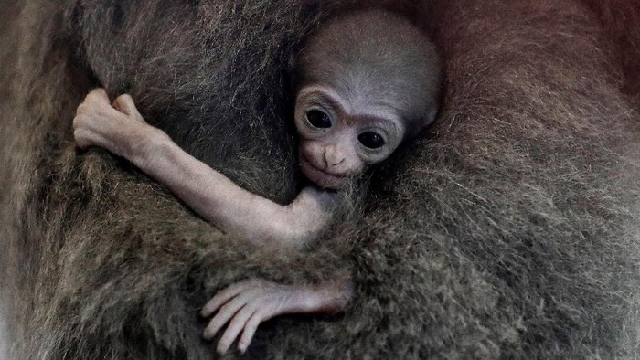 A newly born endangered Silvery Gibbon baby is held by its mother Alangalang at Prague Zoo, Czech Republic, August 14, 2018.  REUTERS/David W Cerny