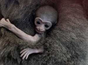 Selamat! Slamet, Primata Sangat Langka asal Indonesia Melahirkan di Inggris