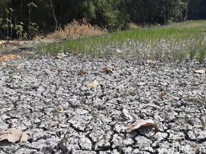 Sumur di Ngawi Tetap Semburkan Gas, Sawah Kering Padi Mati