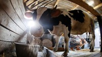 Kedua pasangan itu memutuskan untuk pindah dan mengembangkan bisnis susu dan keju. Pasangan ini pun mengasah kemampuan dan mempelajari teknik pengolahan keju secara otodidak. ilya Naymushin/Reuters.