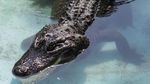 Foto: Perkenalkan Muja, Aligator Amerika Tertua di Dunia