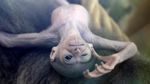 Potret Gemas Bayi Owa Jawa di Kebun Binatang Praha