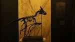 Foto: Museum di Eropa yang Koleksinya Makhluk Gaib