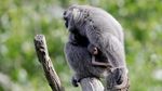 Potret Gemas Bayi Owa Jawa di Kebun Binatang Praha