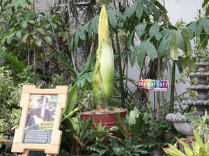 Jelang HUT RI, Bunga Bangkai Siap Mekar di Mekarsari