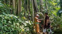 Hutan yang rimbun di Gunung Dukuh Ciamis menyimpan cerita. Terdapat mitos yang dipercayai turun-temurun (Dadang Hermansyah/detikTravel)