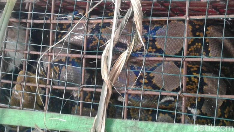 Ular Sanca 3 Meter Kagetkan Petani di Banjarnegara Ular Sanca 3 Meter Kagetkan Petani di Banjarnegara