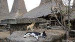 Foto: Kampung Adat Terindah di Sumba